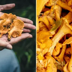 Frysta kantareller hållbarhet: färska, gyllene kantareller i en hand och en stor hög med kantareller.