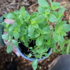 En person håller en kruka med en frodig planta av oregano, redo att torka örterna för framtida bruk.