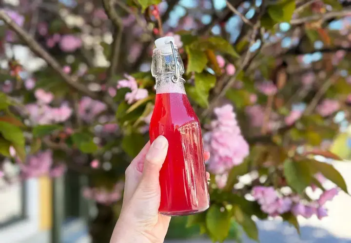 En hand håller en flaska med en bubblig rabarberdrink. Bakgrunden är en blommande körsbärsträd med rosa blommor.