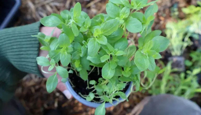 En person håller en kruka med en frodig planta av oregano, redo att torka örterna för framtida bruk.
