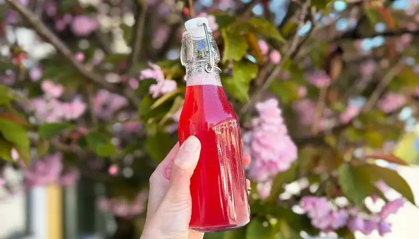 En hand håller en flaska med en bubblig rabarberdrink. Bakgrunden är en blommande körsbärsträd med rosa blommor.