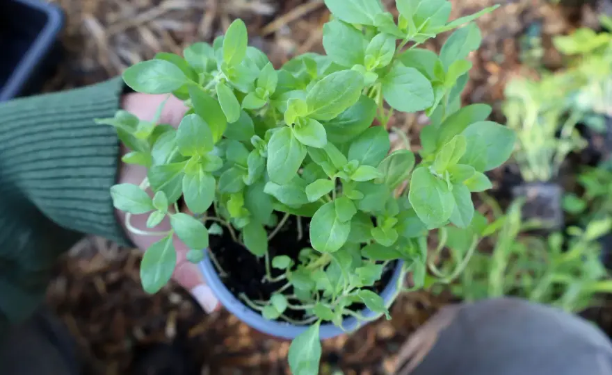 Torka oregano hemma - så lyckas du varje gång