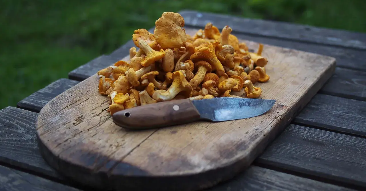 En hög med trattkantareller på en träskärbräda med en kniv. Perfekt för att frysa in och njuta av senare.
