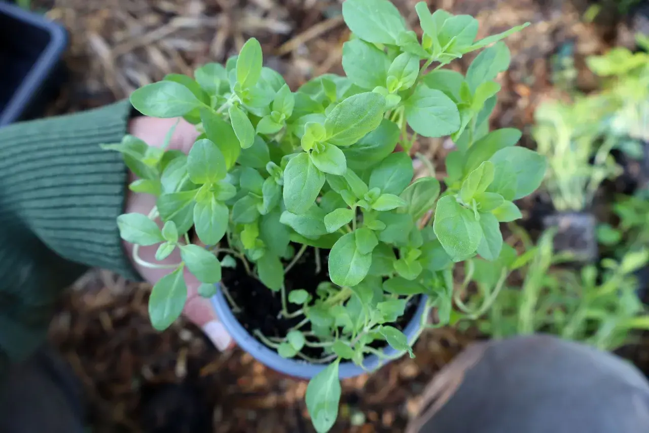 En person håller en kruka med en frodig planta av oregano, redo att torka örterna för framtida bruk.