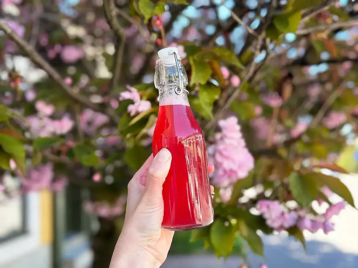 En hand håller en flaska med en bubblig rabarberdrink. Bakgrunden är en blommande körsbärsträd med rosa blommor.